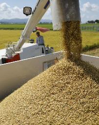 　収穫されたコメ＝８月、新潟県三条市