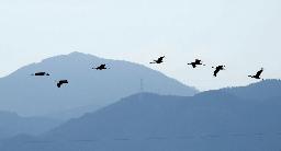 　鹿児島県出水市の出水平野に、今季初めて飛来したツル＝２１日午前（鹿児島県ツル保護会提供）