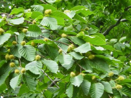 　ブナの実（秋田県林業研究研修センター提供）