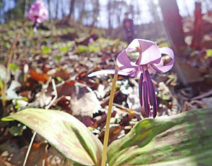 春のはかなさ...カタクリ開花 福島・小鳥の森、かれんな薄紫色：春の