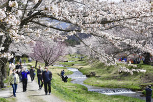 観音寺川の桜並木 猪苗代町、川の両岸彩る薄紅色：さくらだより：福島