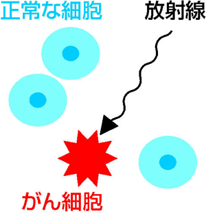 放射線がん細胞狙う工夫 坪倉先生の放射線教室 福島民友新聞社 みんゆうnet