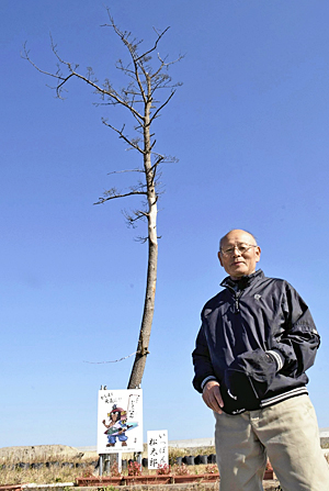 Miracle Pine Tree In Kashima To Fall かしまの一本松 永遠に 12月27日伐採 英語で読む福島民友ニュース English 福島民友新聞社 みんゆうnet