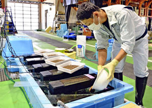 セシウム含む海水でゴカイ飼育 体内蓄積の仕組み解明へ 福島民友ニュース 福島民友新聞社 みんゆうnet